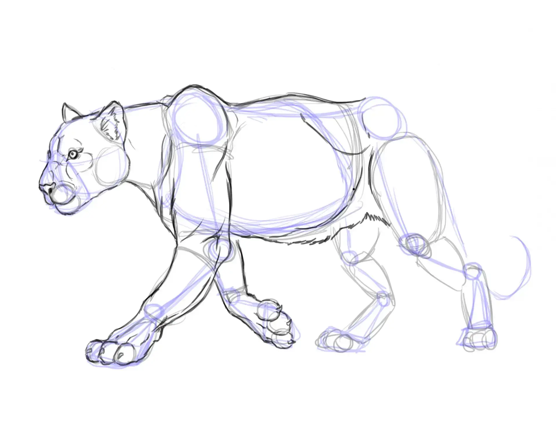 draw the volume of a panther