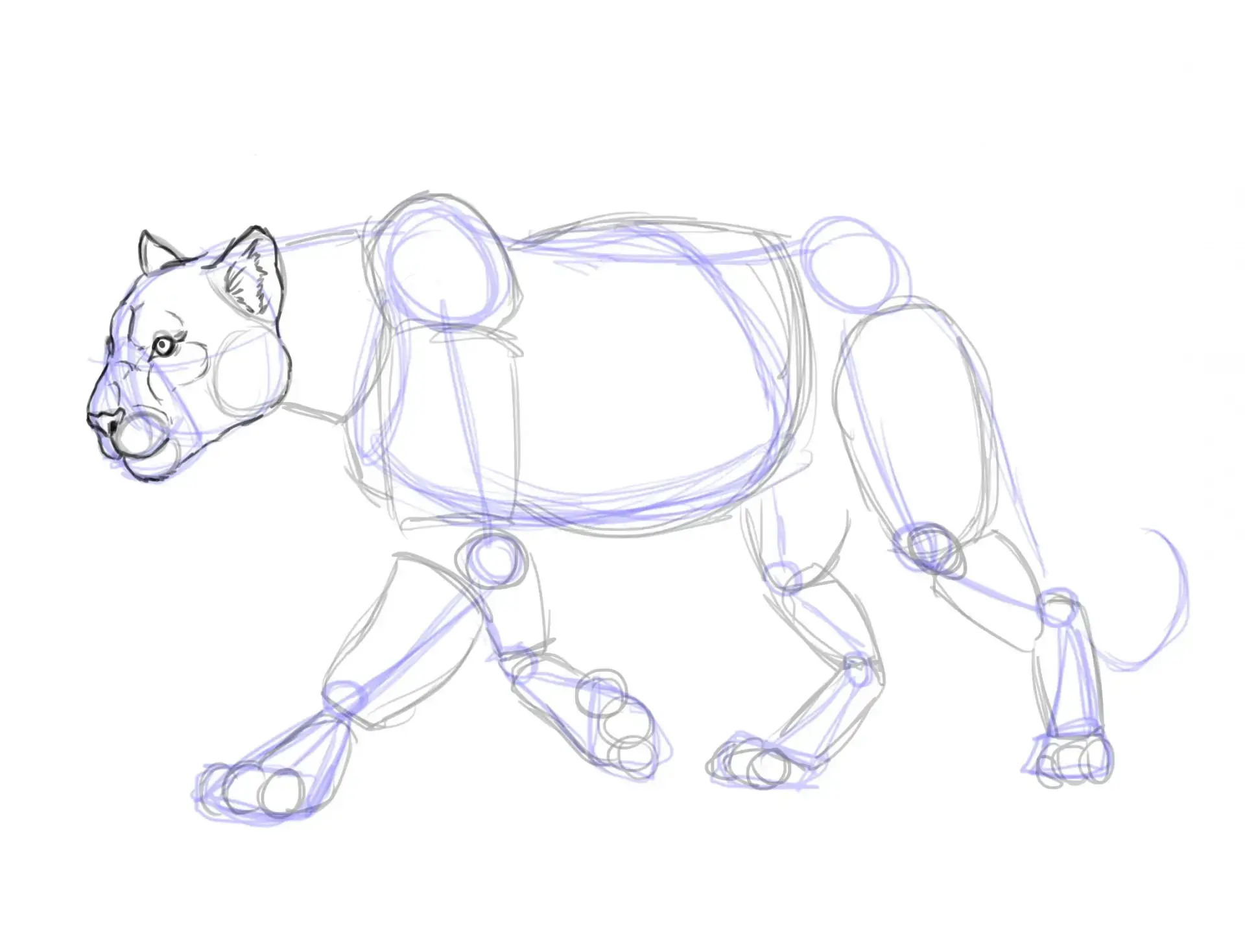 draw a panther's eyes