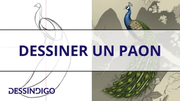 Dessiner un paon