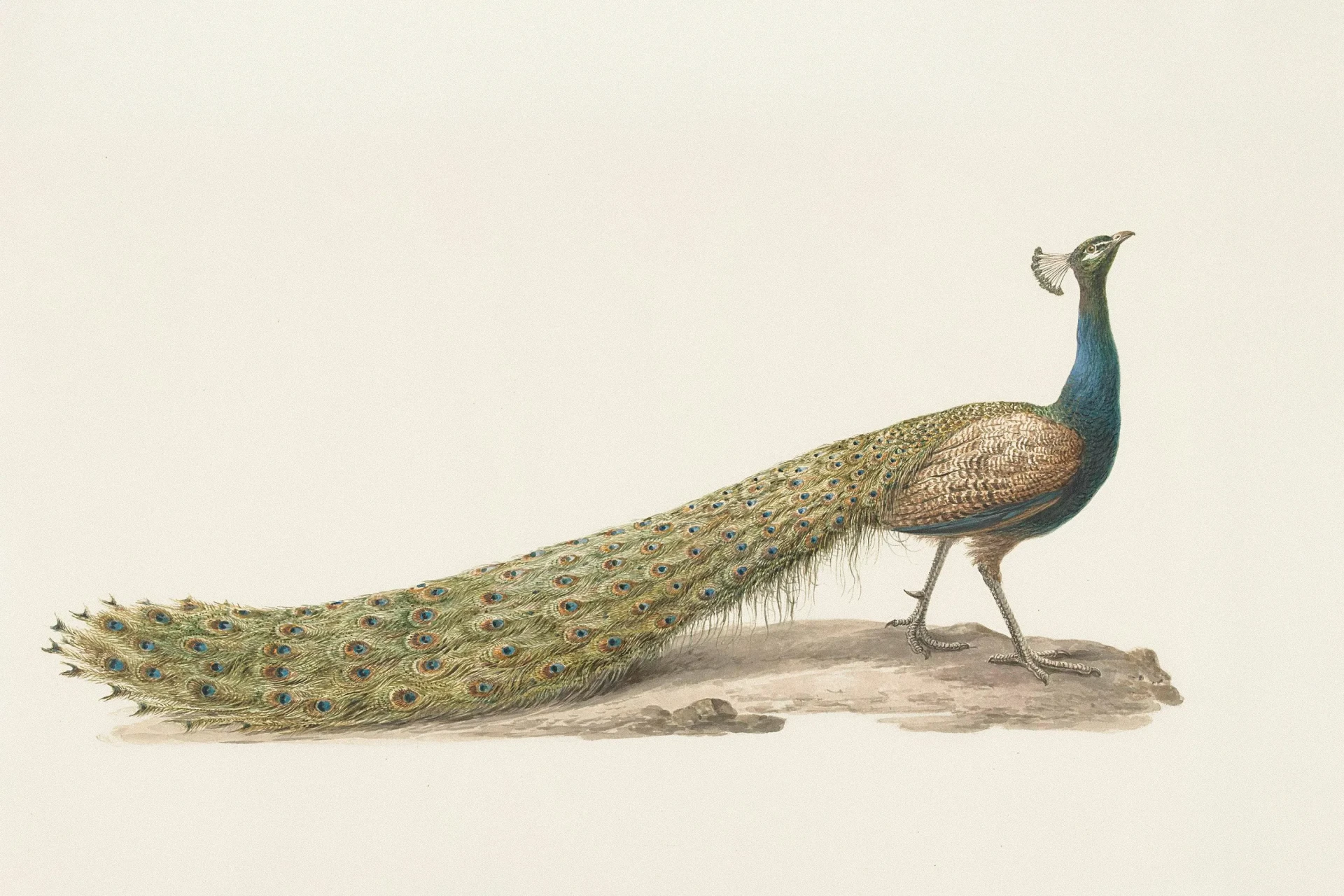 l’anatomie du paon