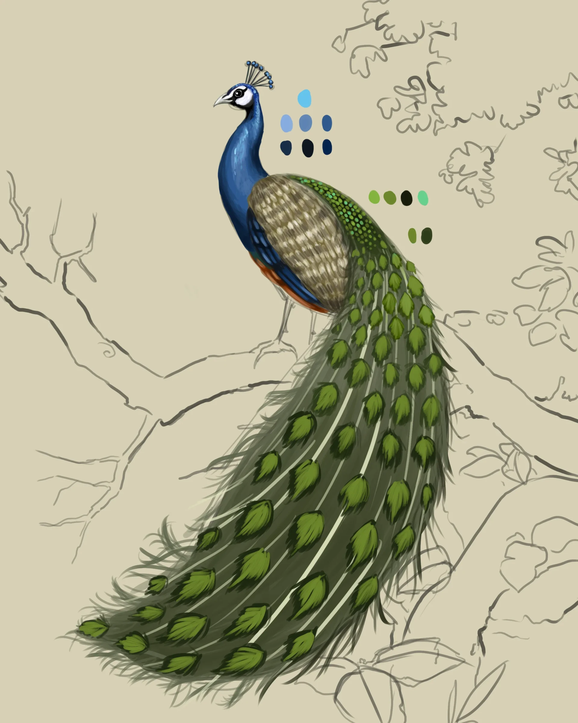 dessiner le contraste d’un paon