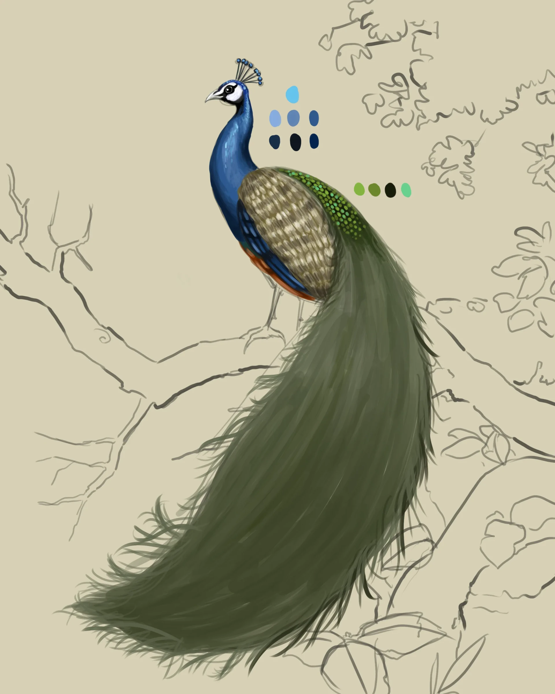 dessiner la couleur de la traîne d’un paon