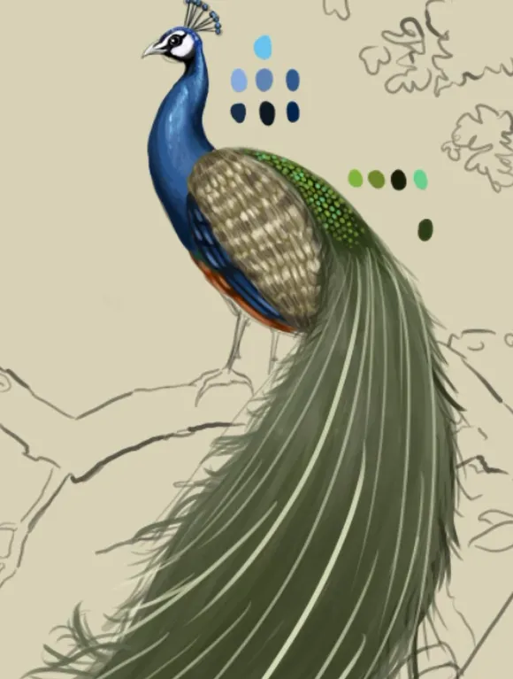 dessiner les détails de la traîne d’un paon