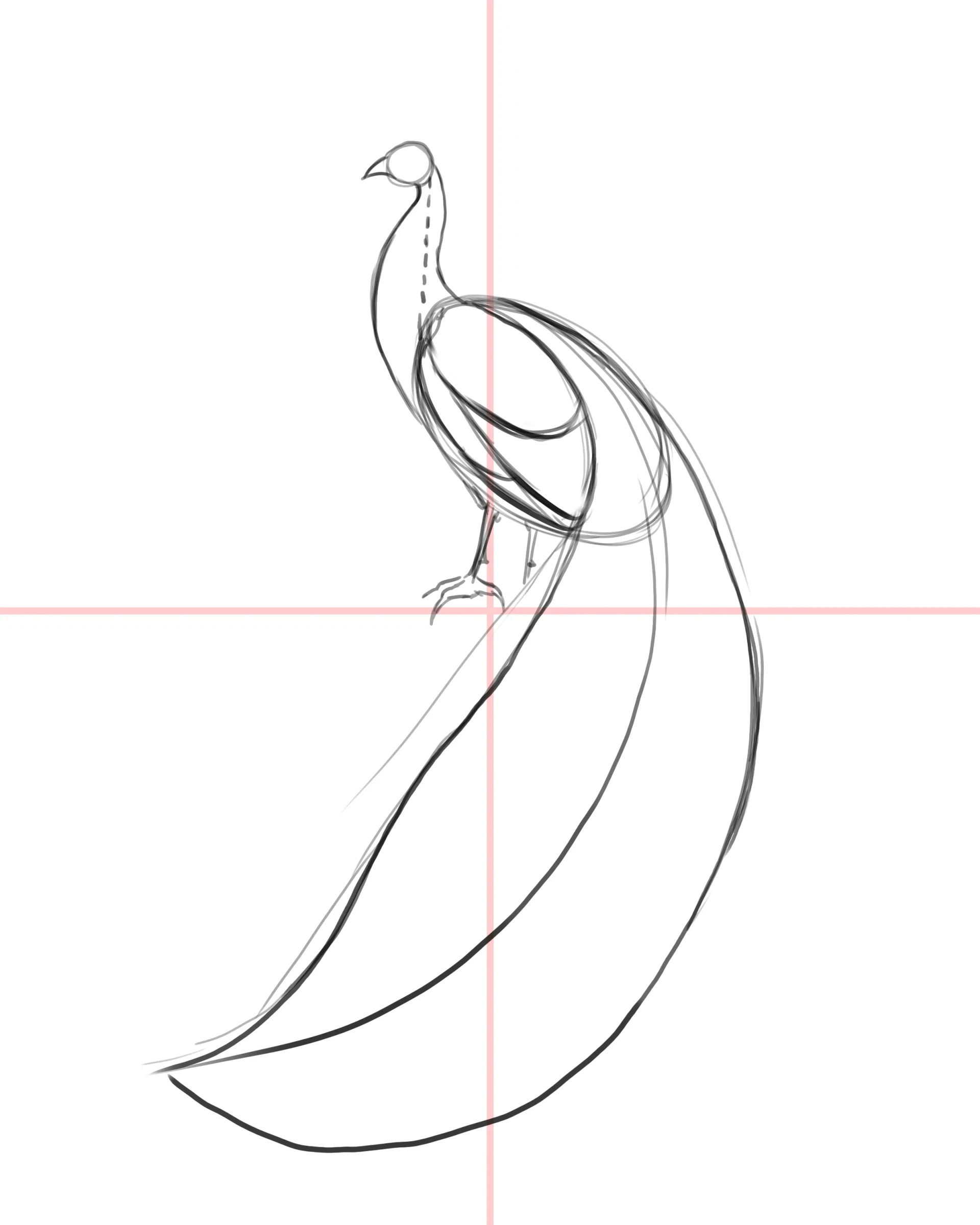 dessiner les plumes d’un paon