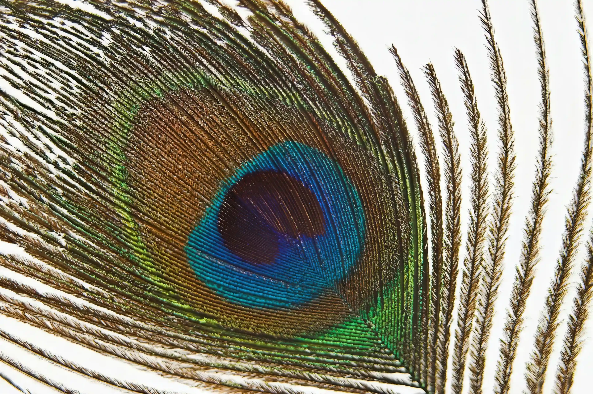les plumes du paon