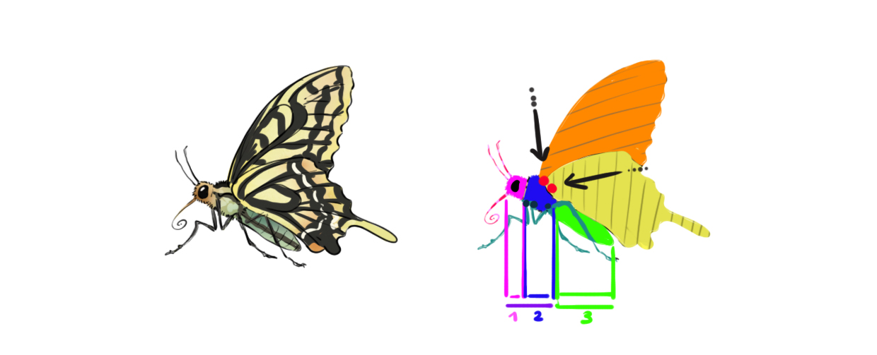 Croquis de l'anatomie du papillon