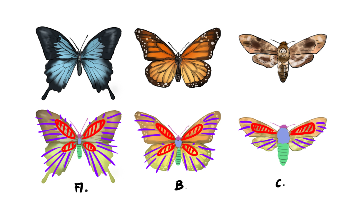 dessiner les ailes déployées du papillon