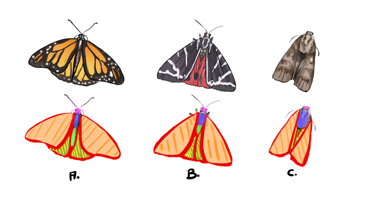 dessiner les ailes repliées du papillon