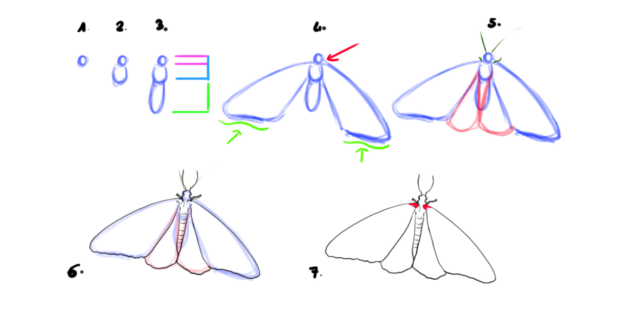 dessiner un papillon étape par étape