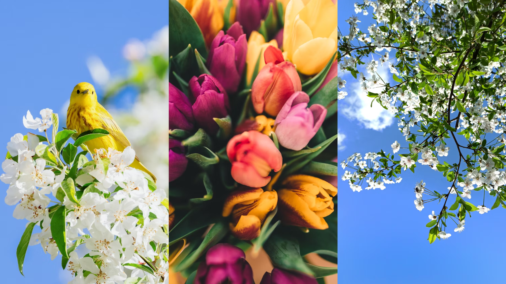 spring flowers images