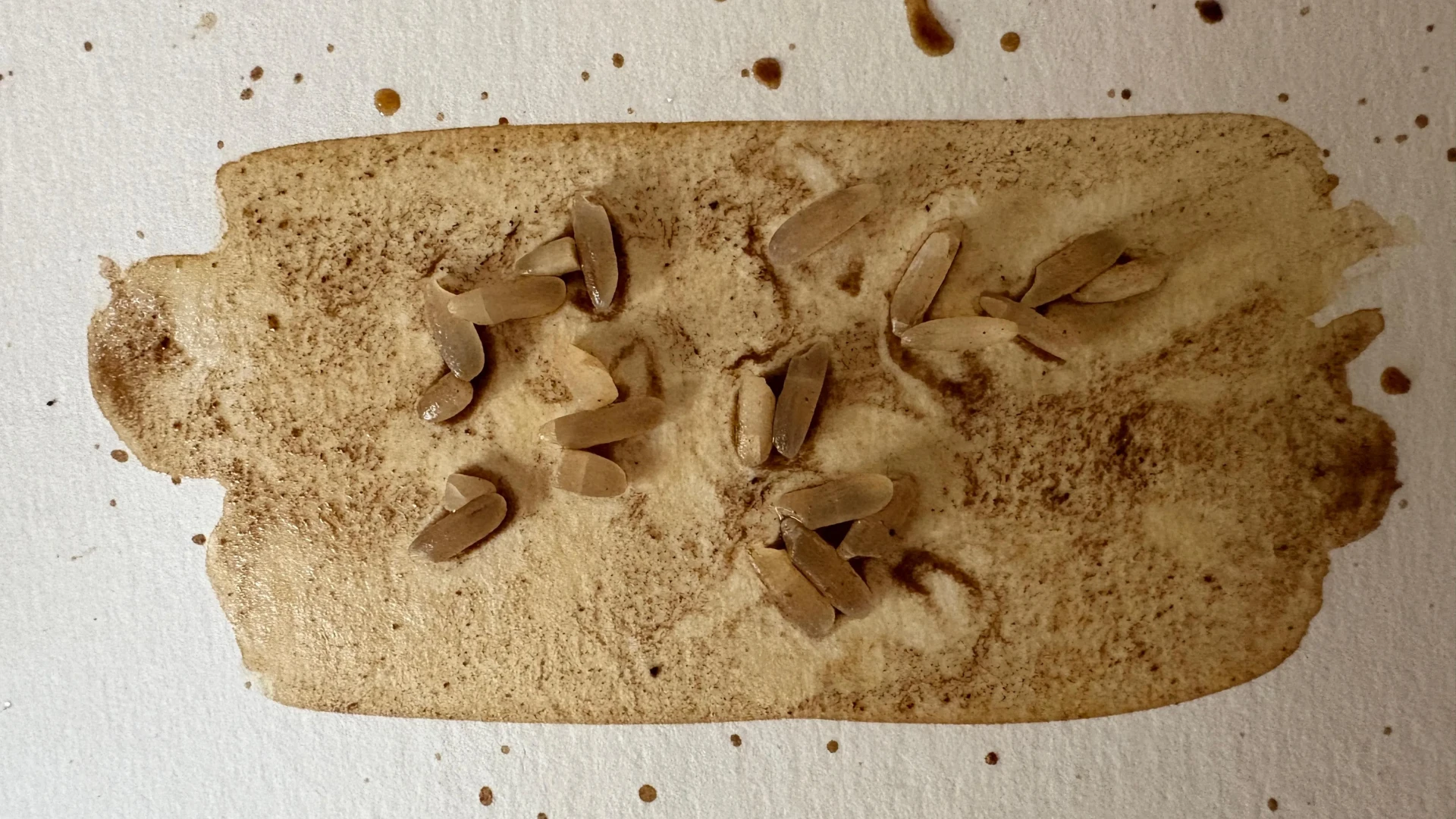 peindre avec du café en utilisant des grains de riz