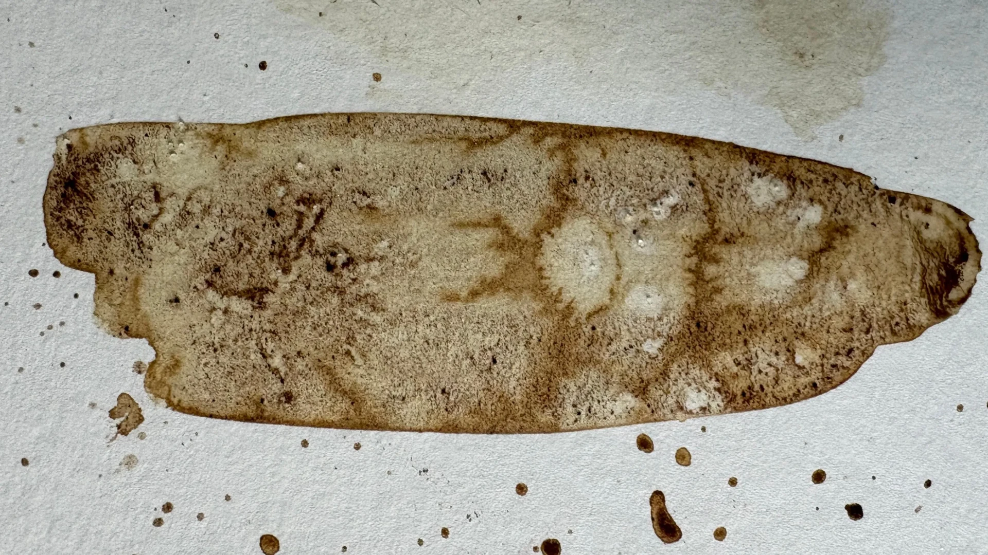 taches créées en peignant avec du café