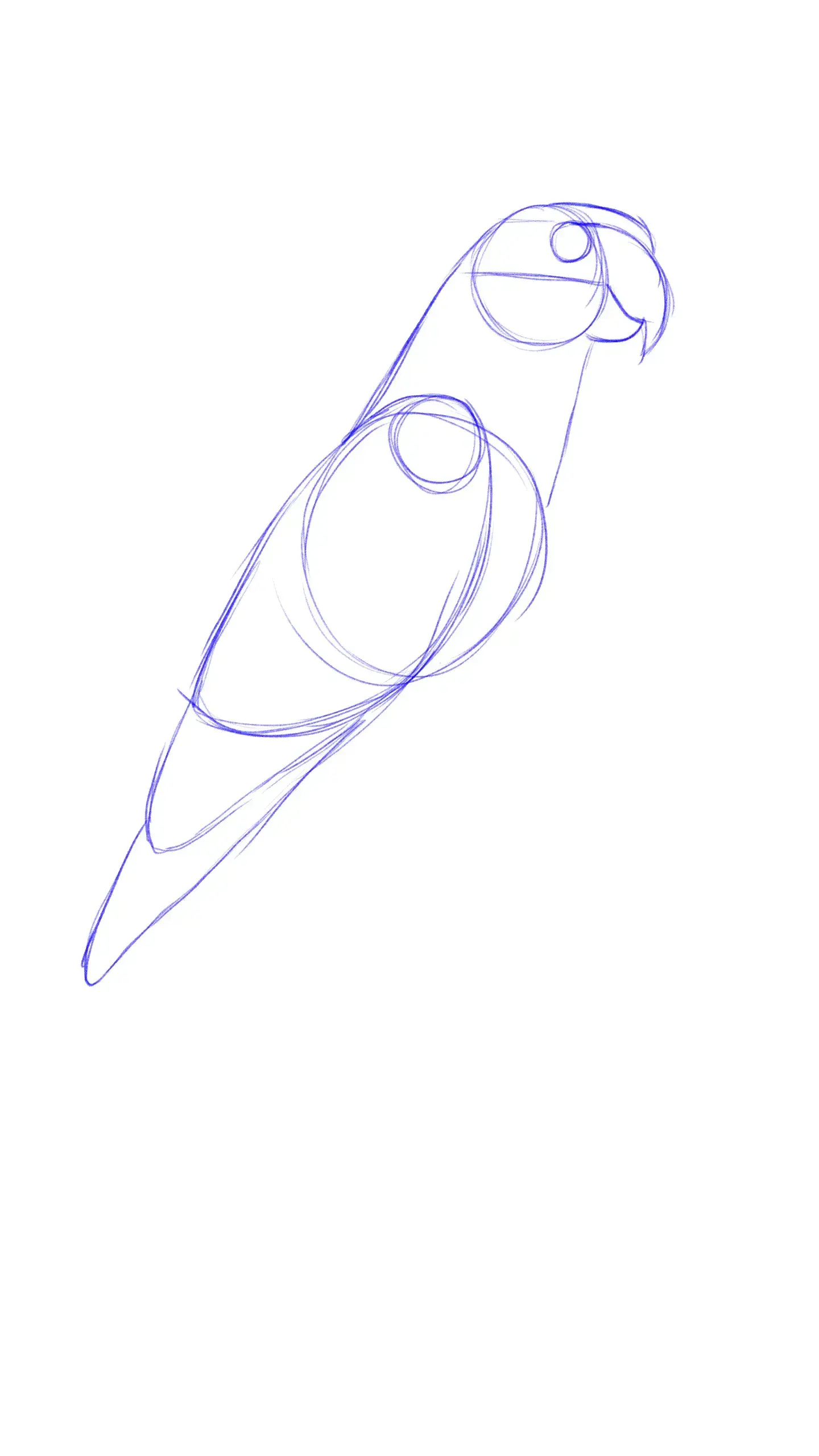dessiner la base de l’aile d’un perroquet