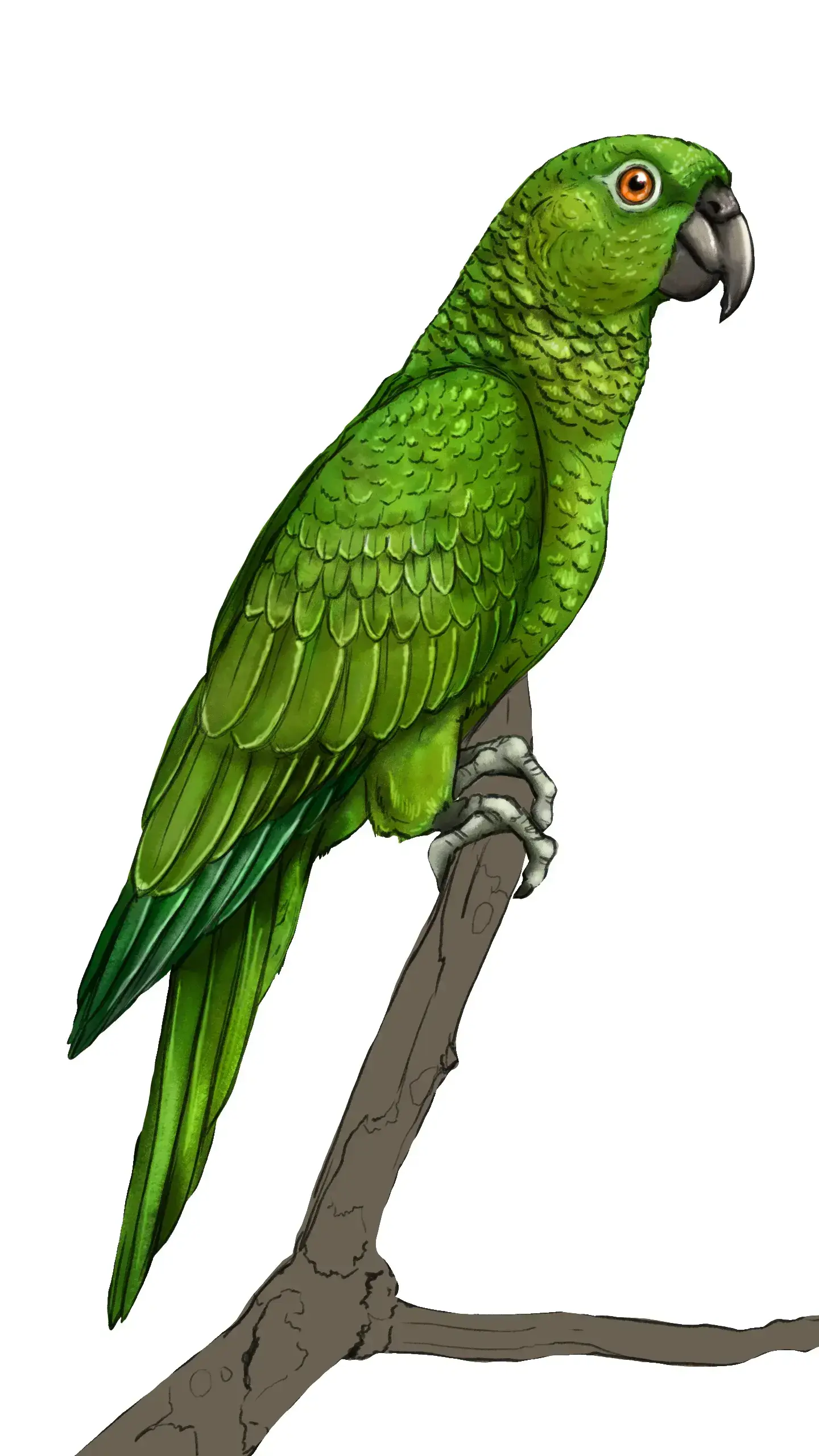 ajouter du contraste au dessin de perroquet