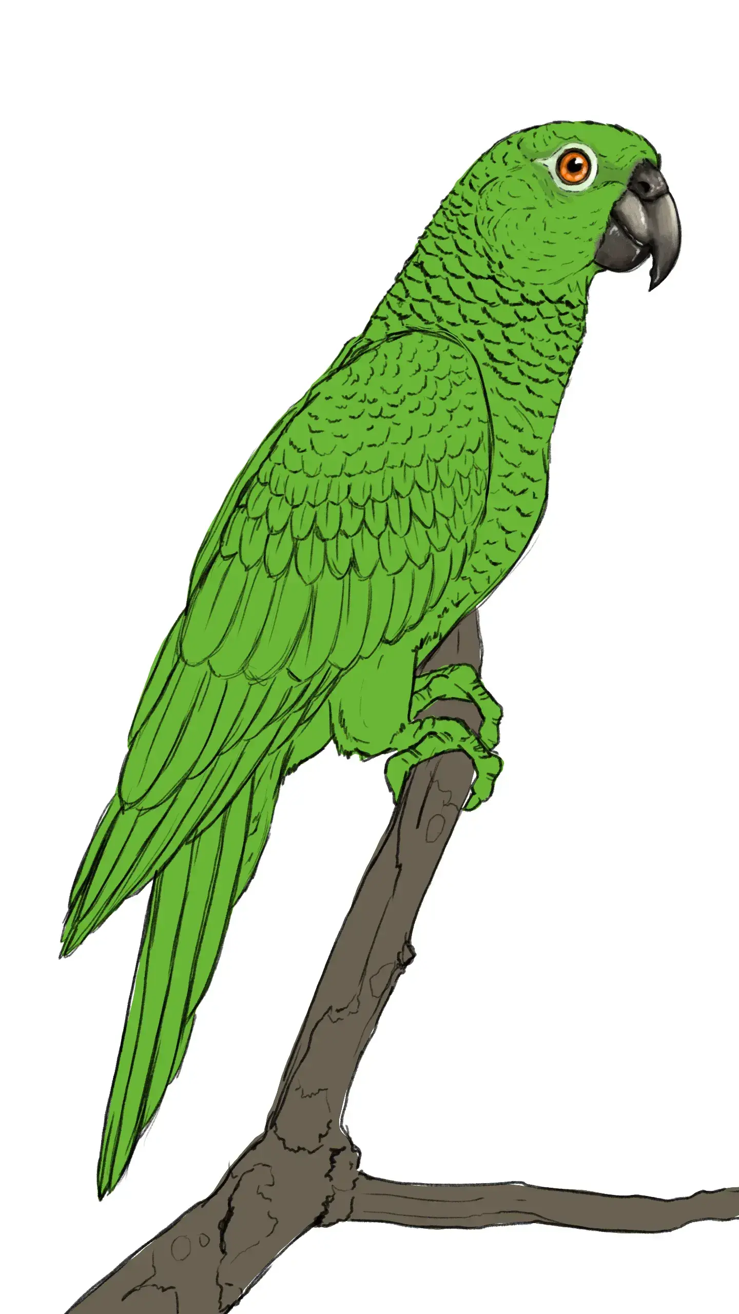 ajouter la couleur au bec d’un dessin de perroquet