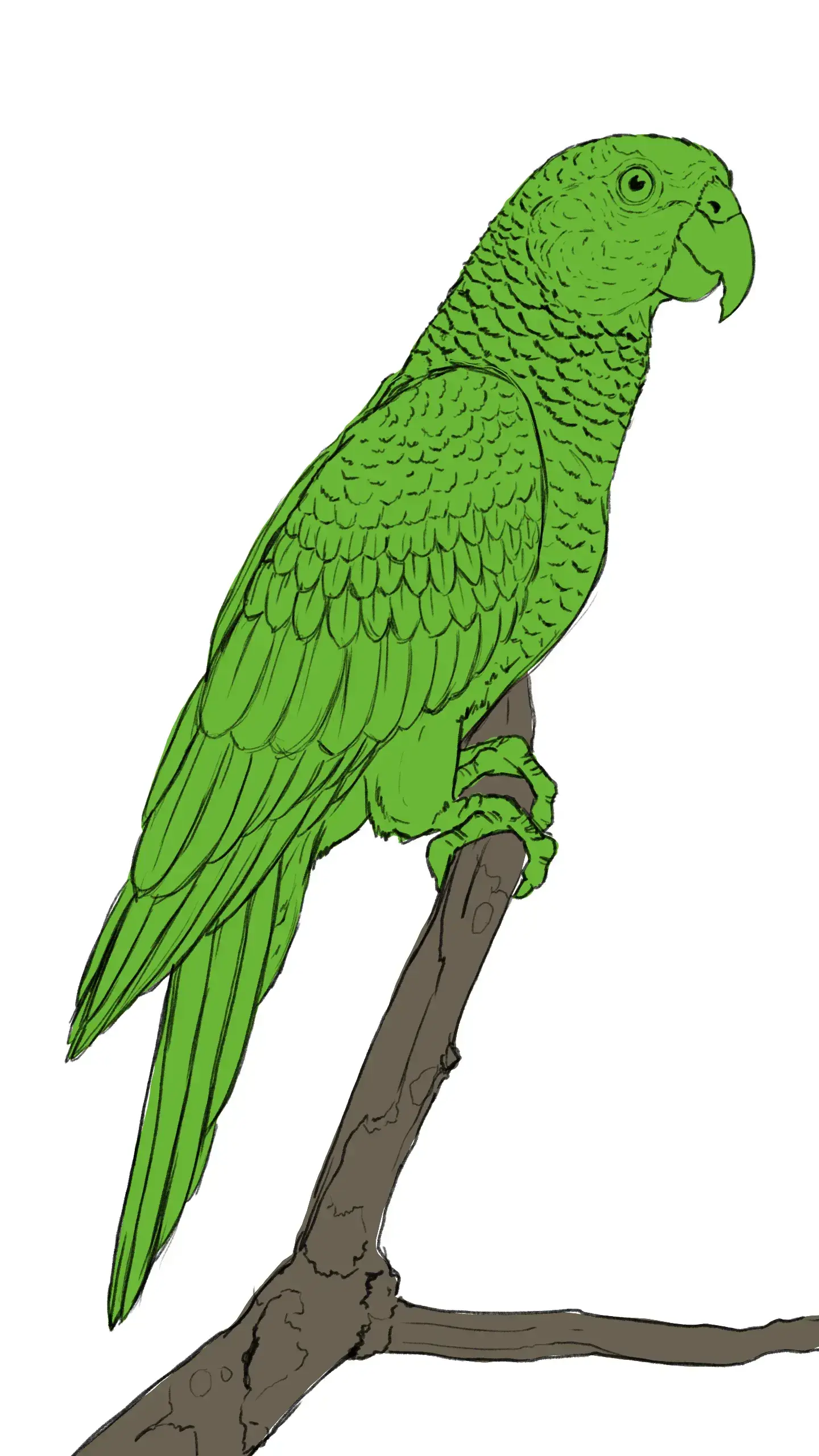 dessiner les couleurs d’un perroquet