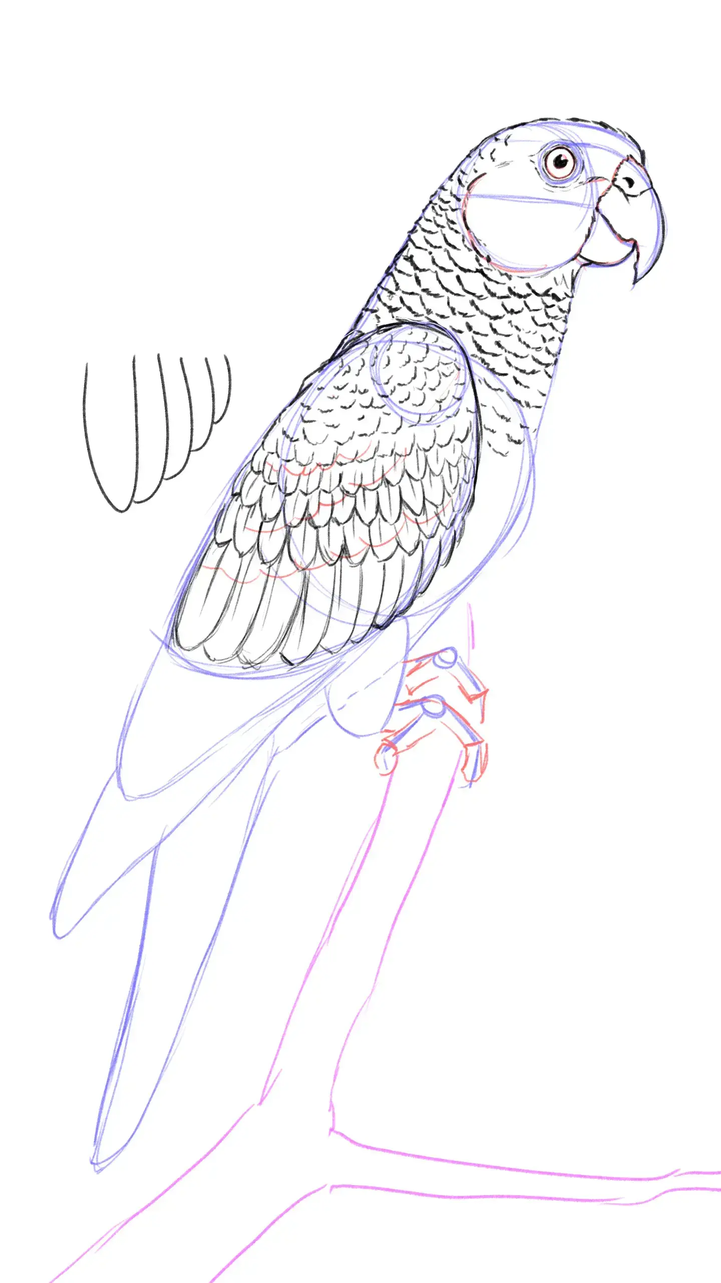 dessiner les plumes du dos d’un perroquet