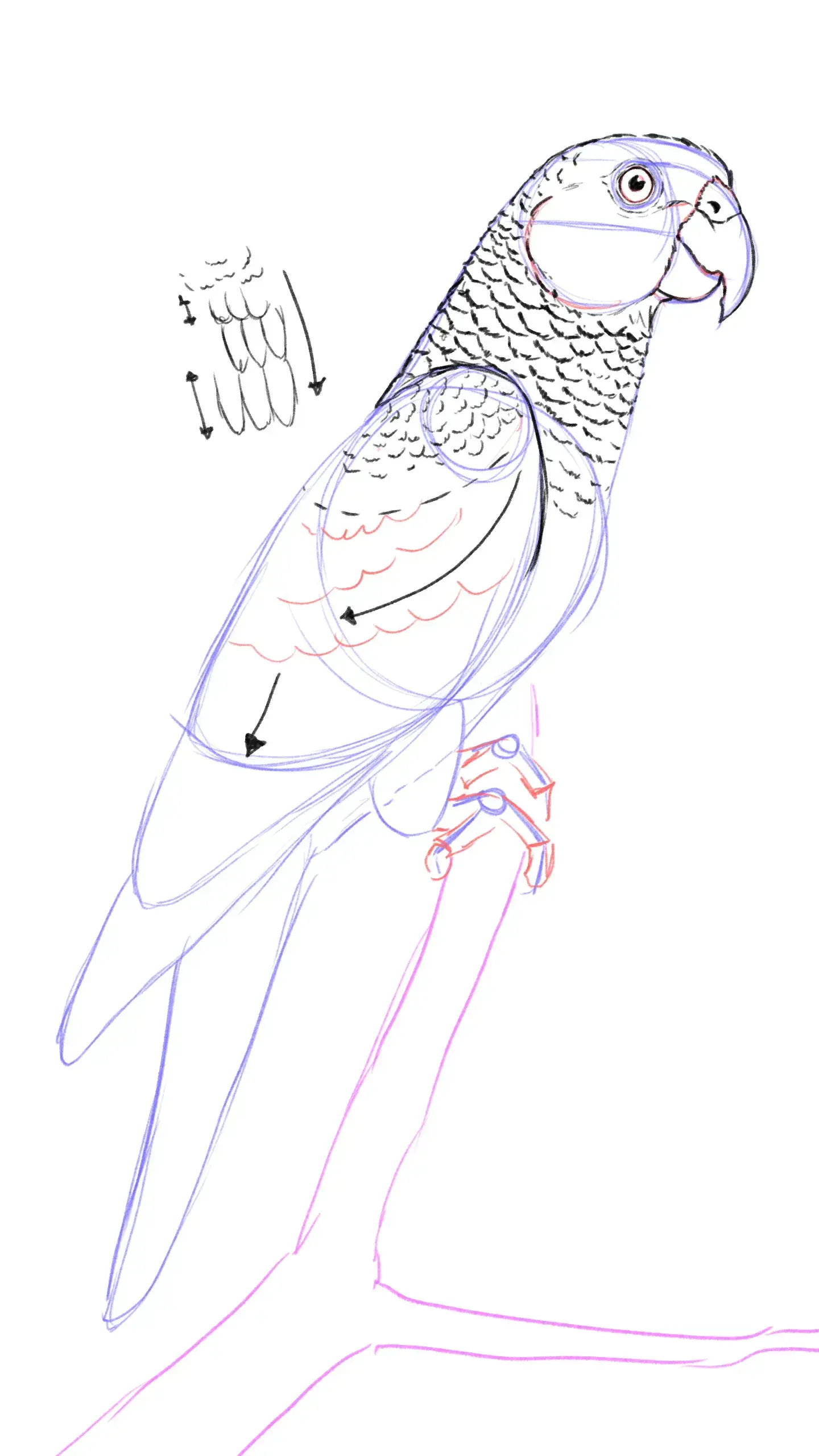 dessiner les plumes de l’aile d’un perroquet