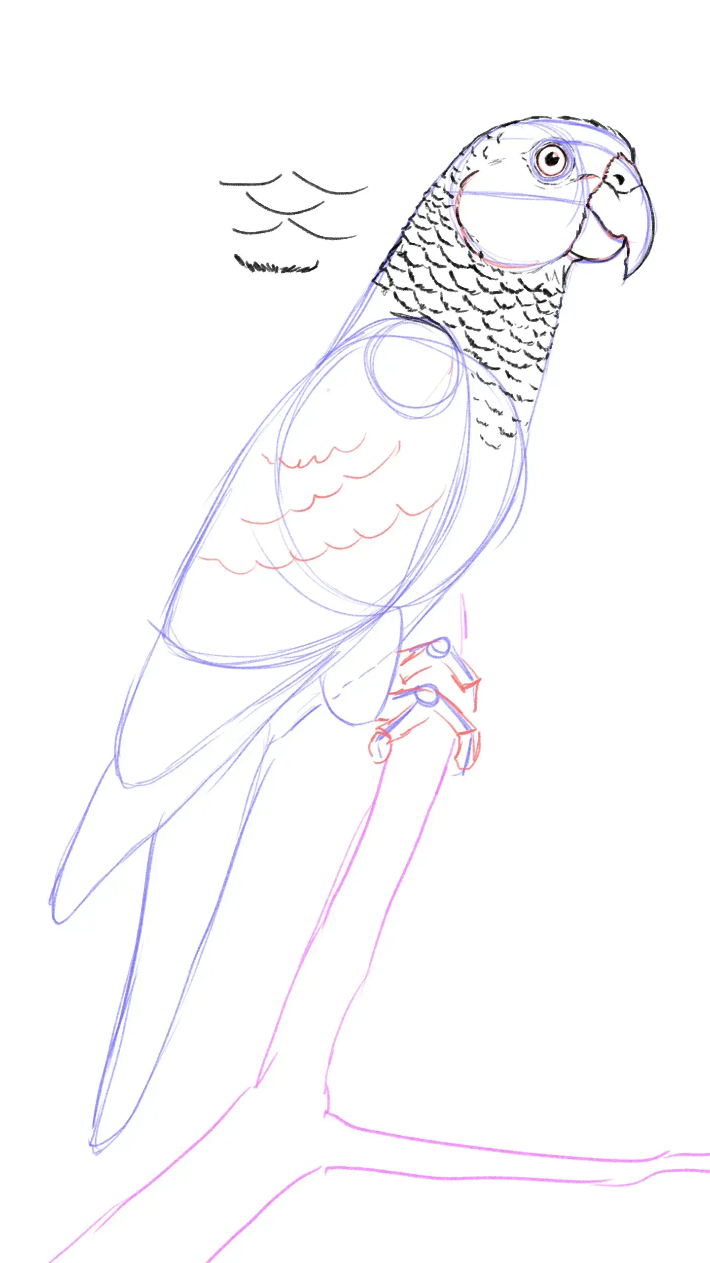 dessiner les plumes d’un perroquet