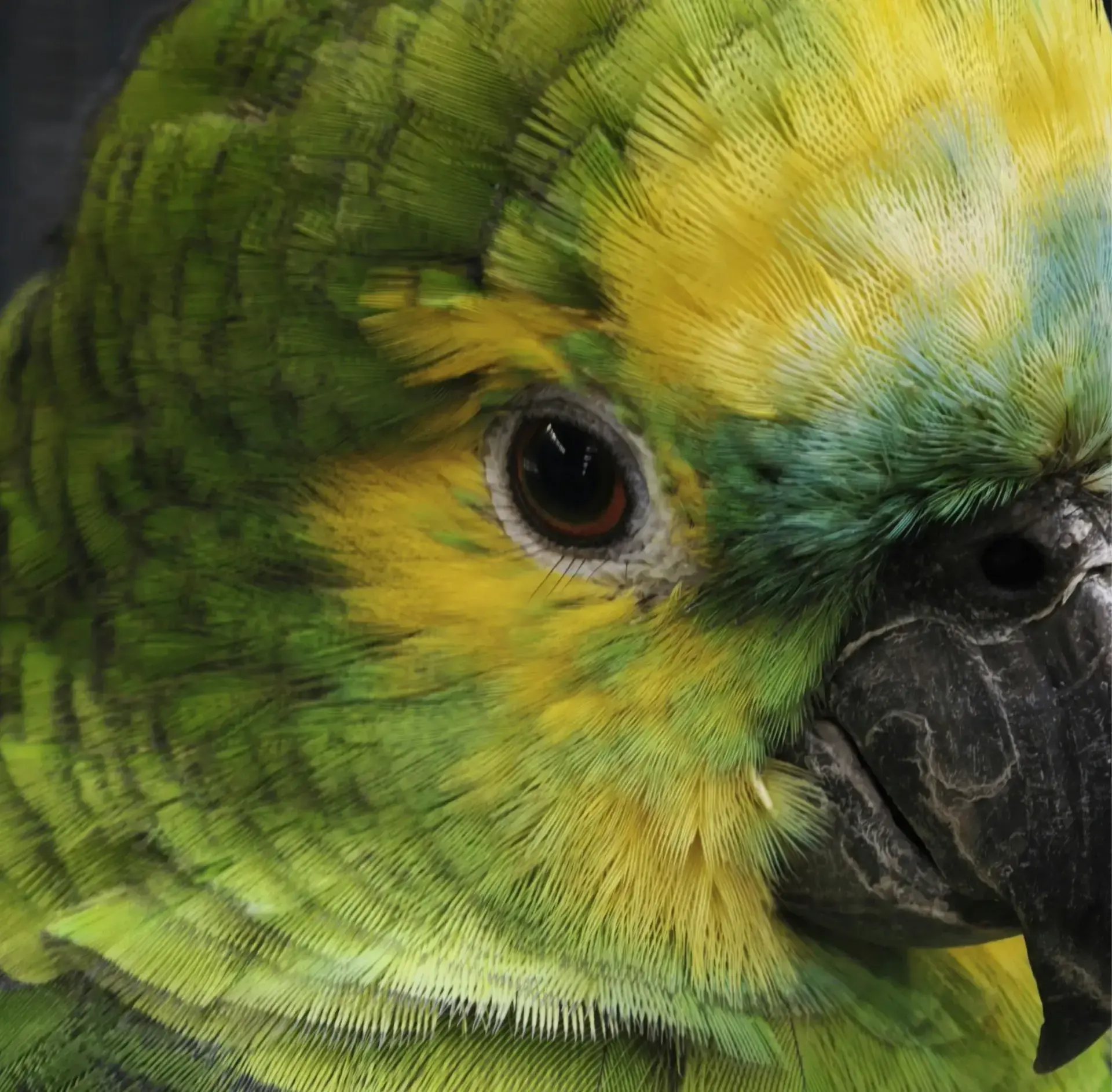 le plumage du perroquet