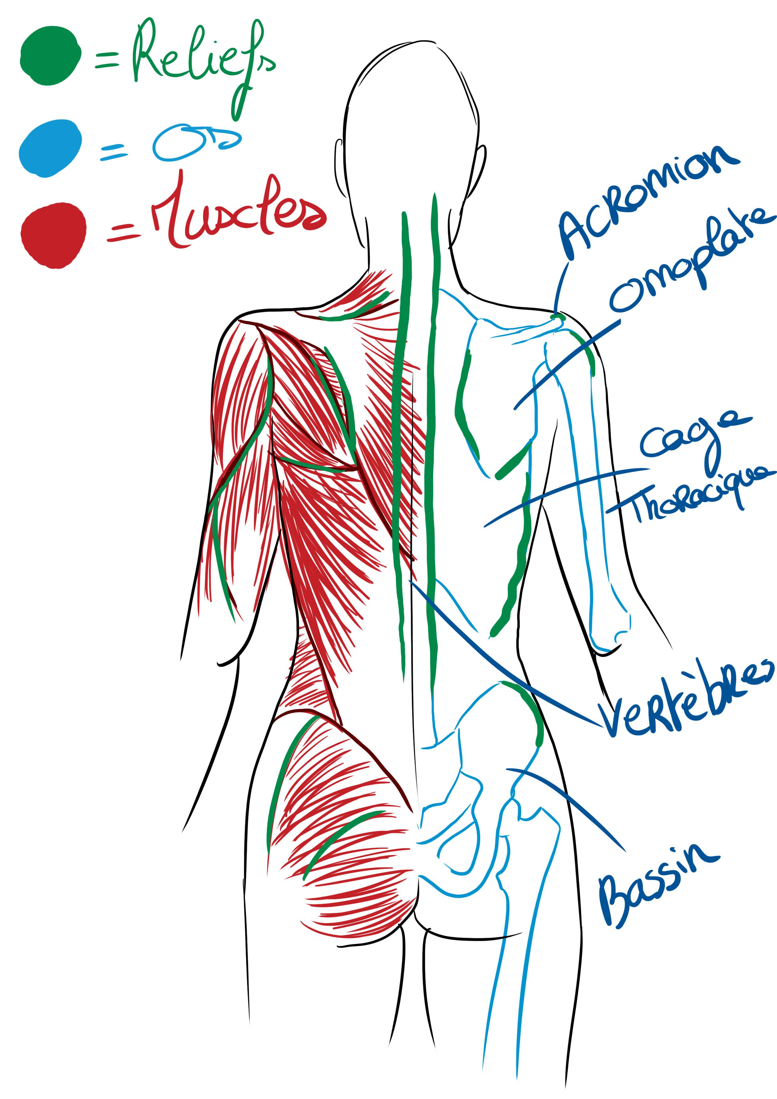Dessin schématique de l'anatomie du dos