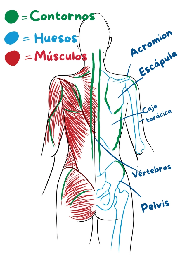 Dibujo esquemático de la anatomía de la espalda