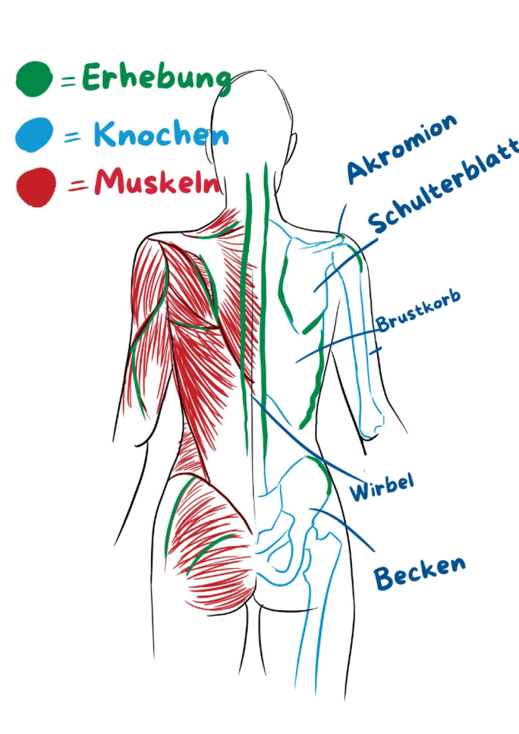 Schematische Zeichnung der Anatomie des Rückens