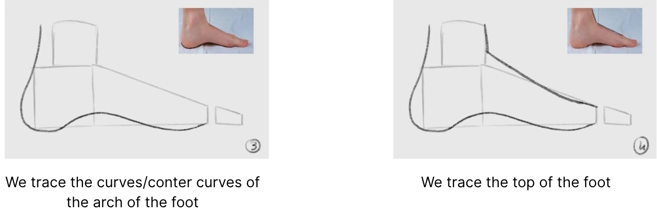 drawing of the arch of a foot in profile