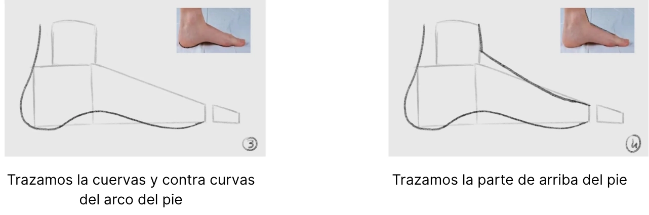 dibujar el arco plantar de un pie de perfil