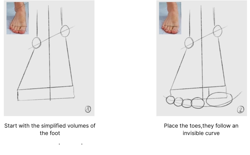 drawing of the volumes of a foot as seen from the front