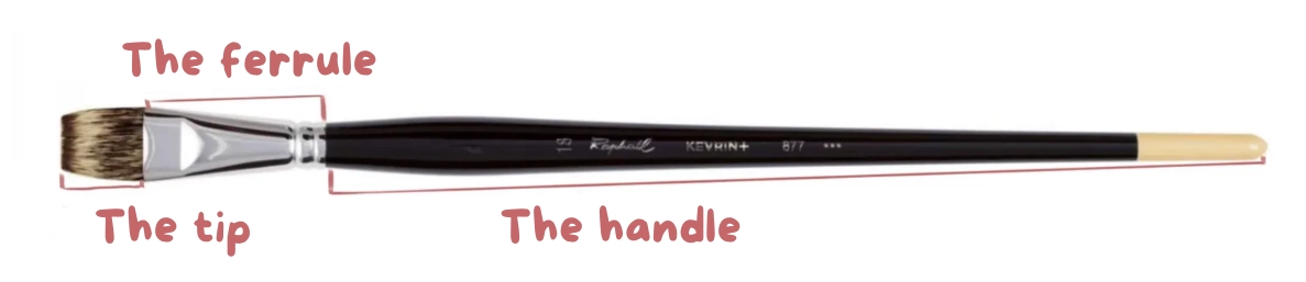 image of the anatomy of a brush for watercolor painting