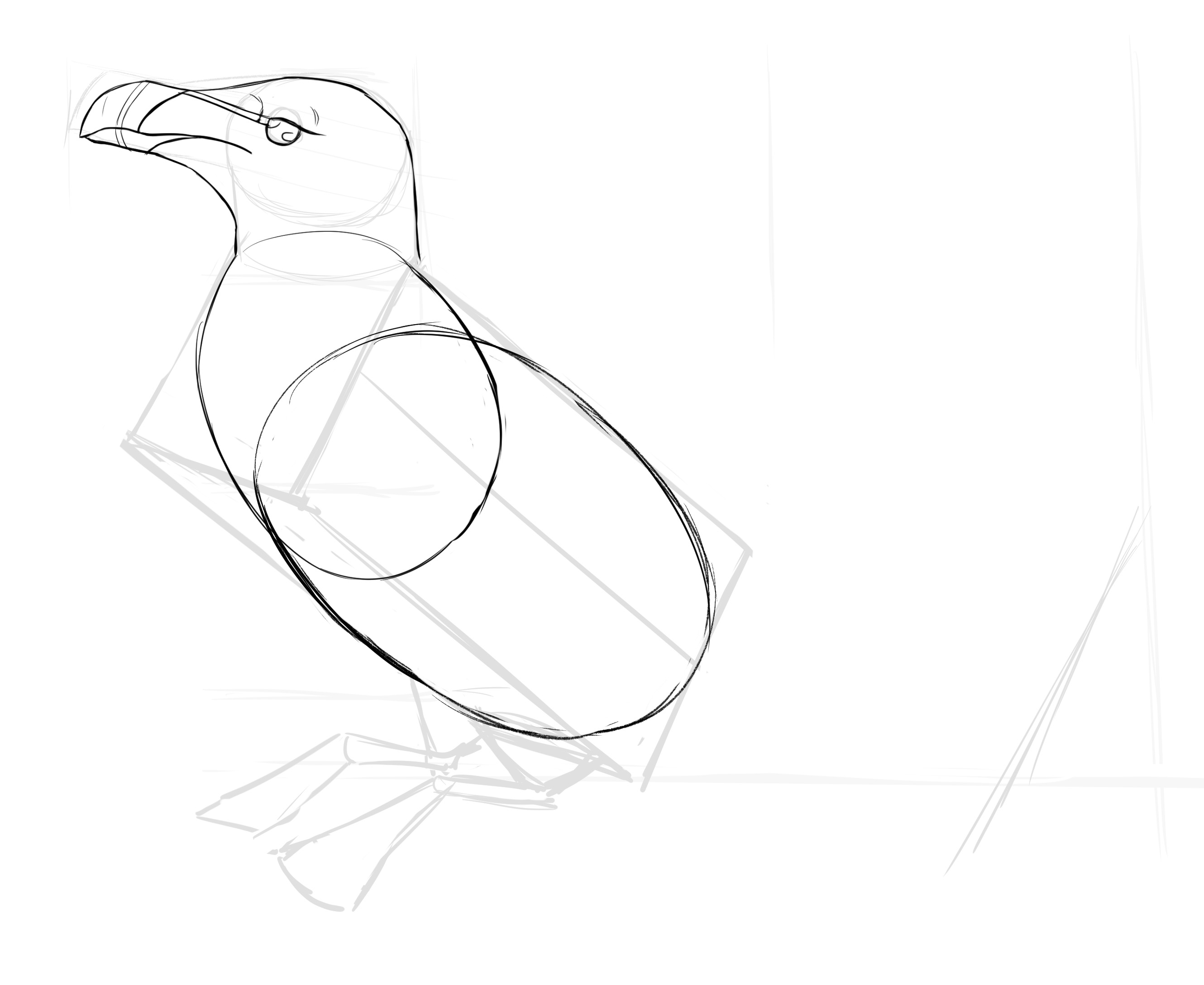 dessiner l’abdomen du pingouin