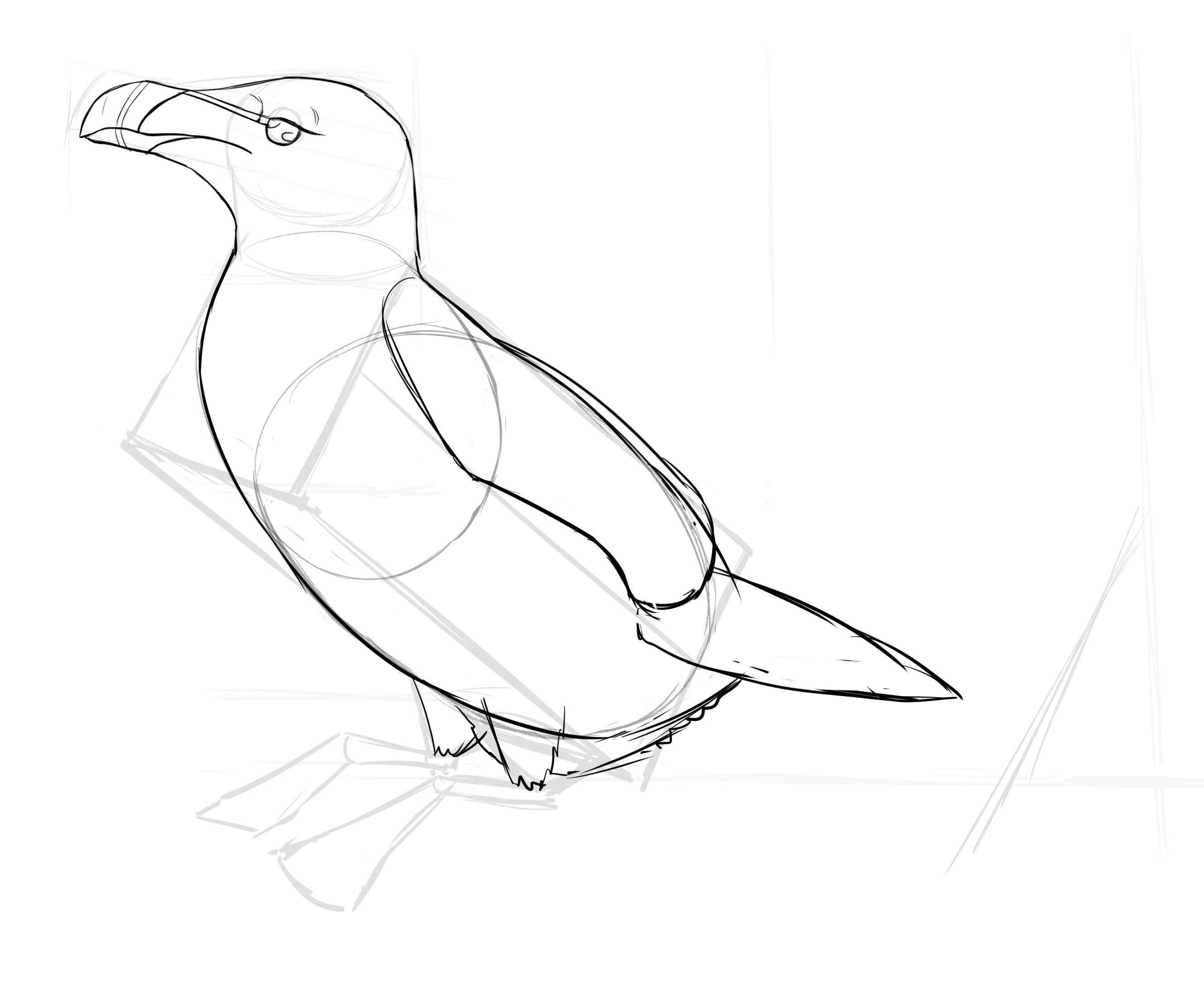 dessiner les ailes du pingouin 2