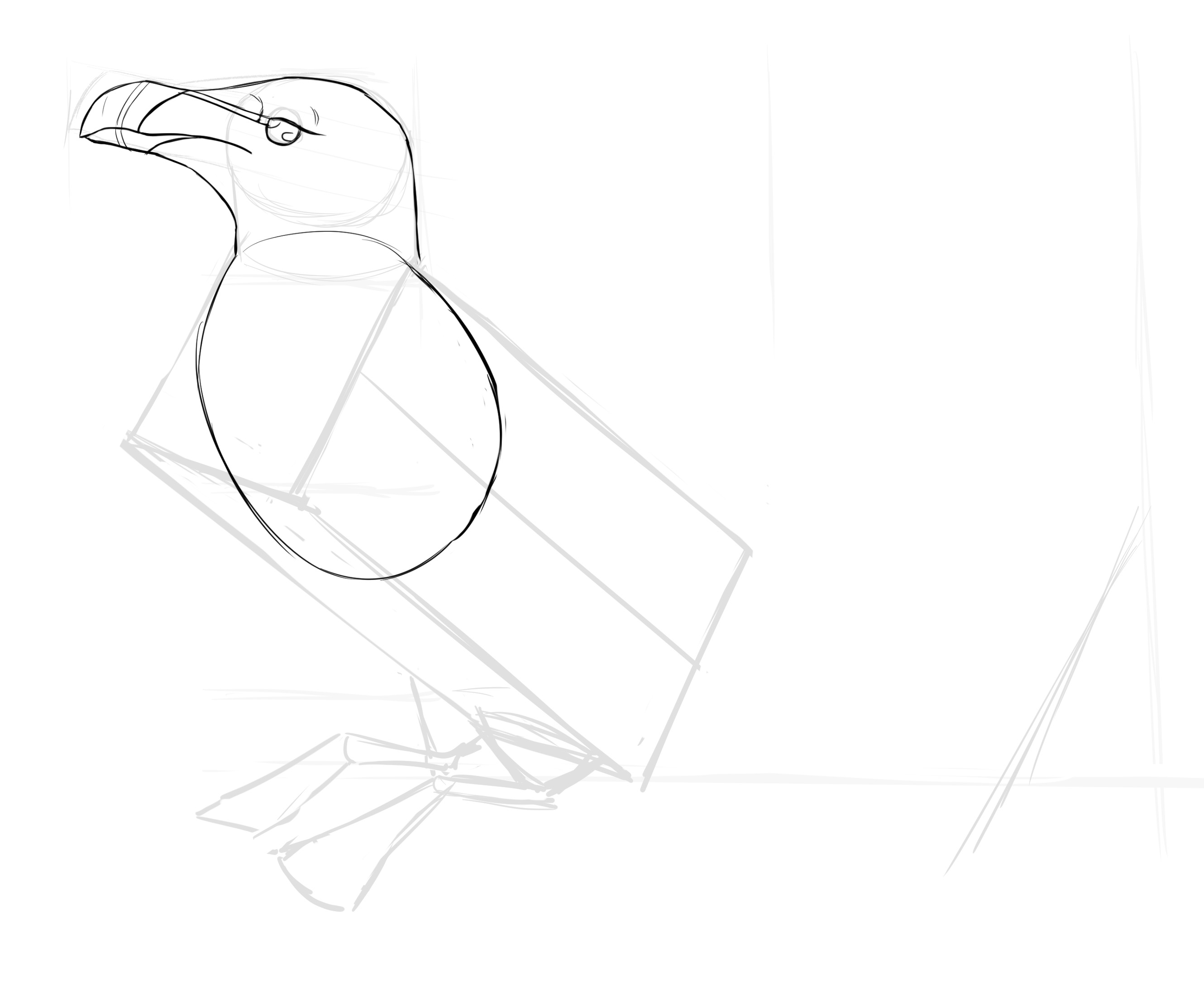 dessiner la cage thoracique du pingouin