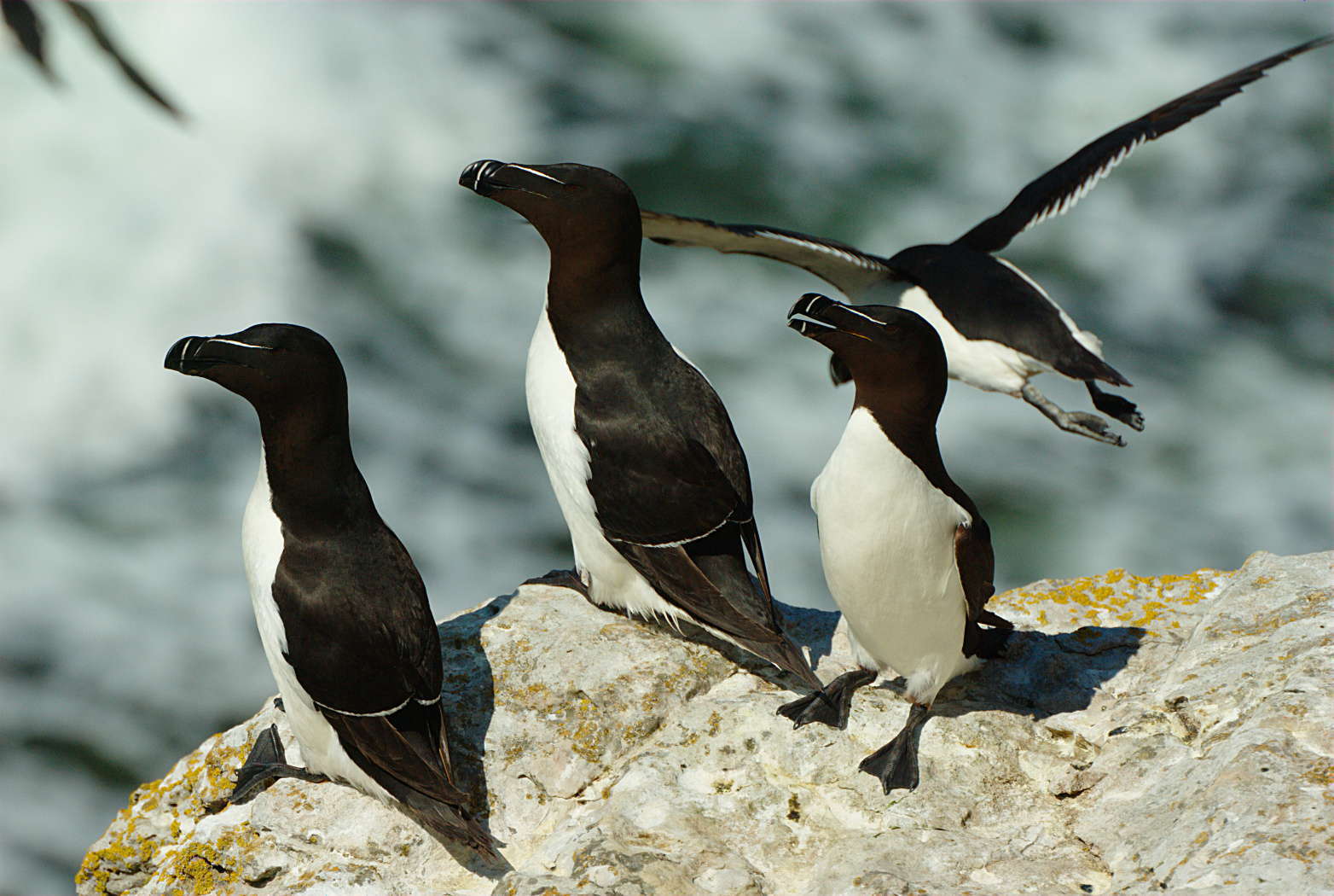 Photo de pingouins au sol et en vol en vue du dessin