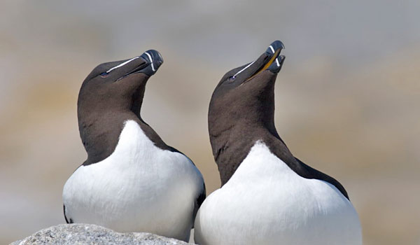 photo de référence pour la suite du dessin du pingouin