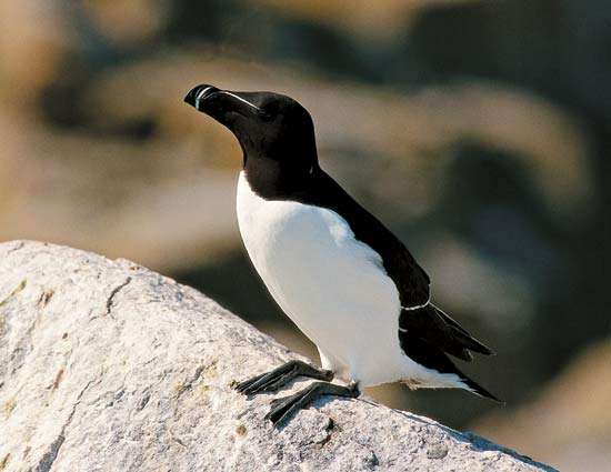 photo de référence du pingouin pour le dessin