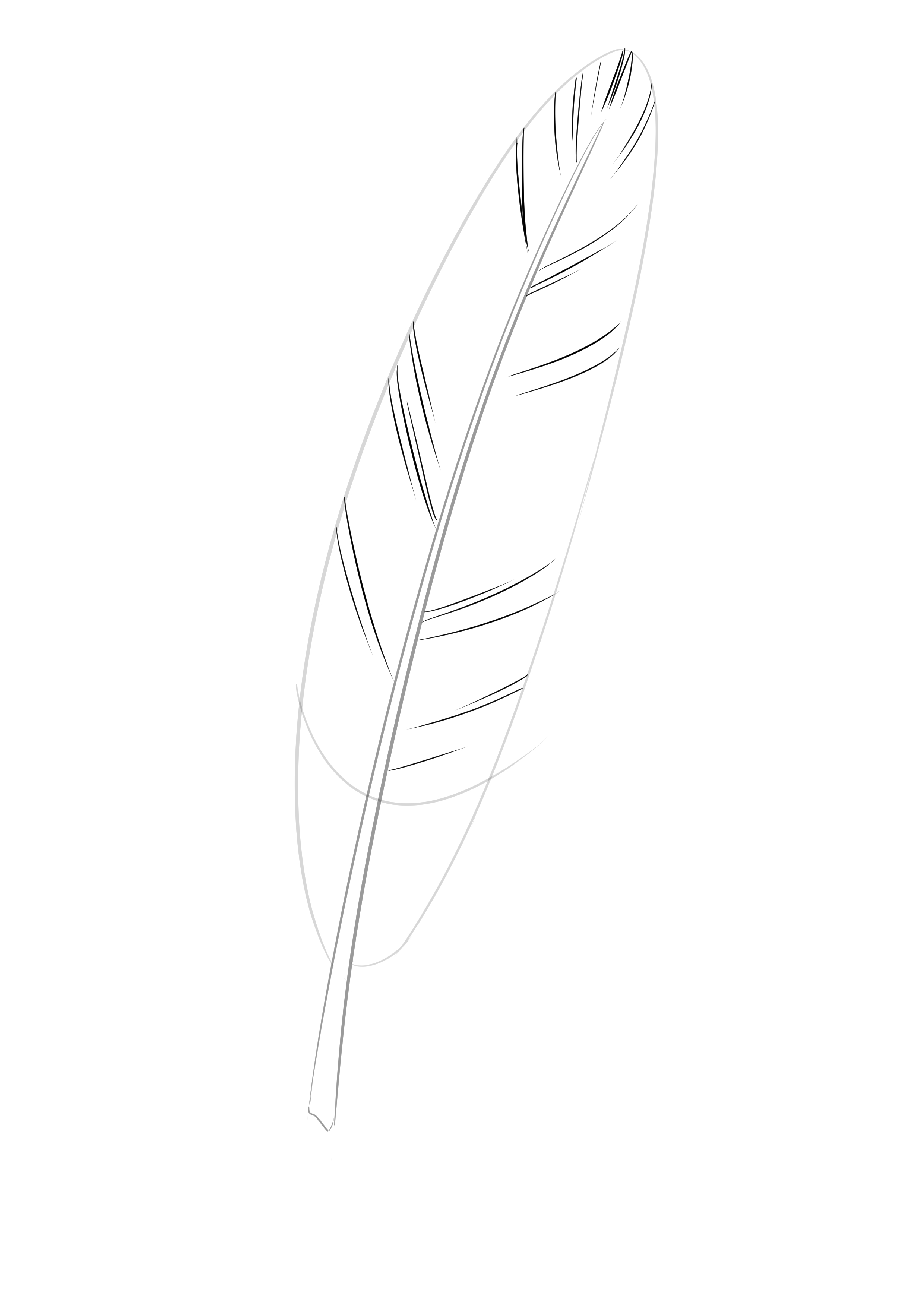Comment dessiner une plume, étape 2