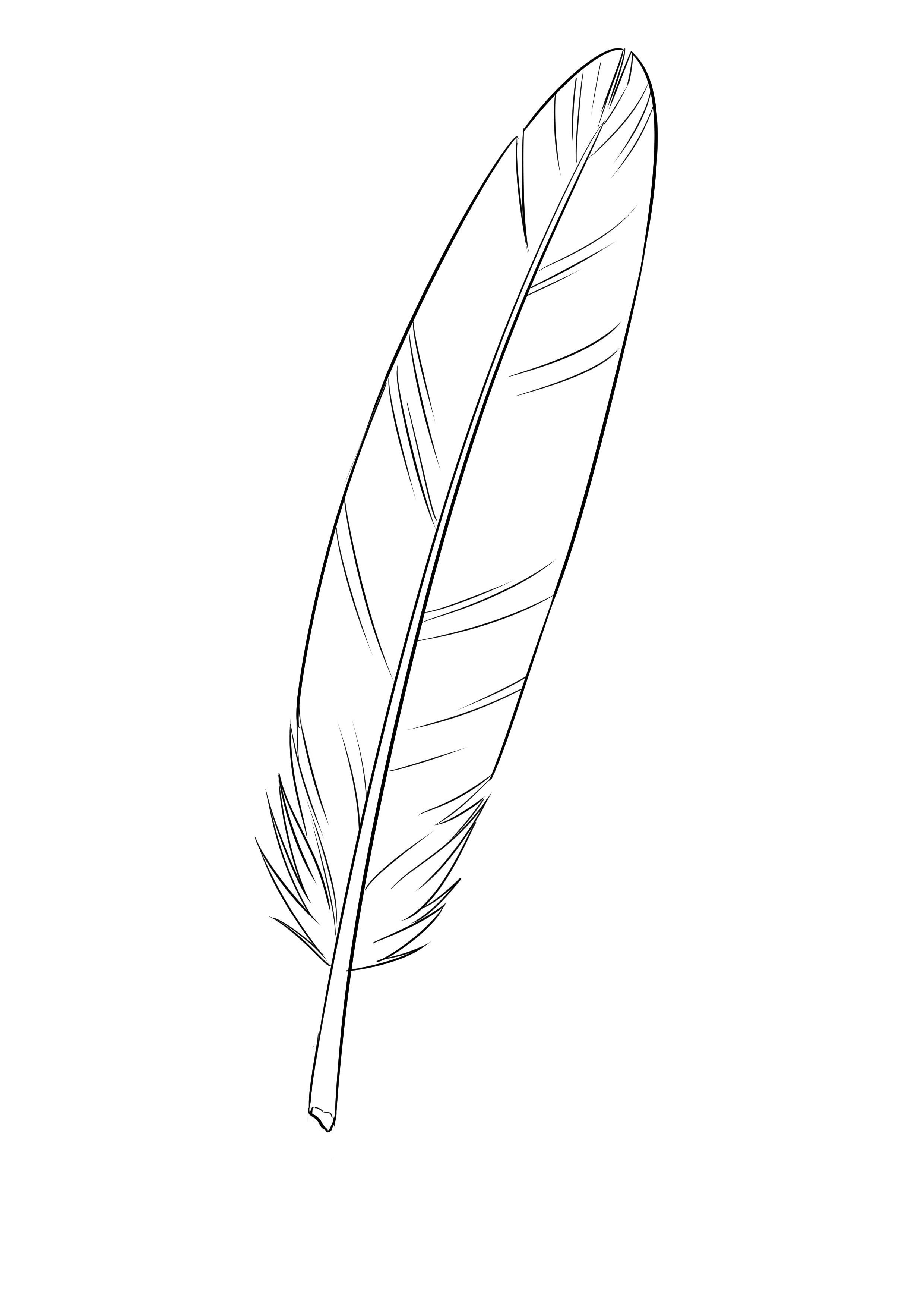 Comment dessiner une plume, étape 4