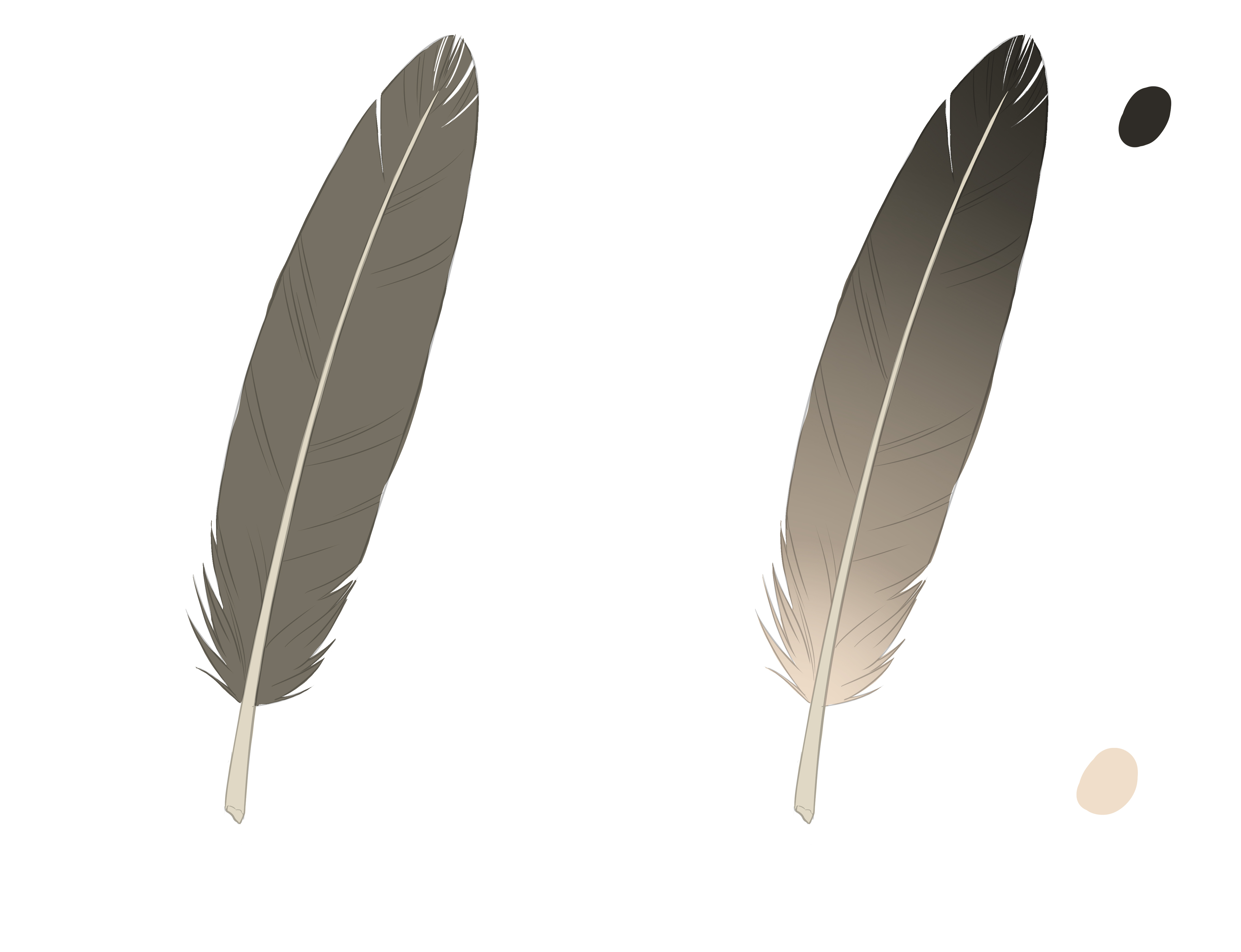 Comment dessiner une plume, étape 5
