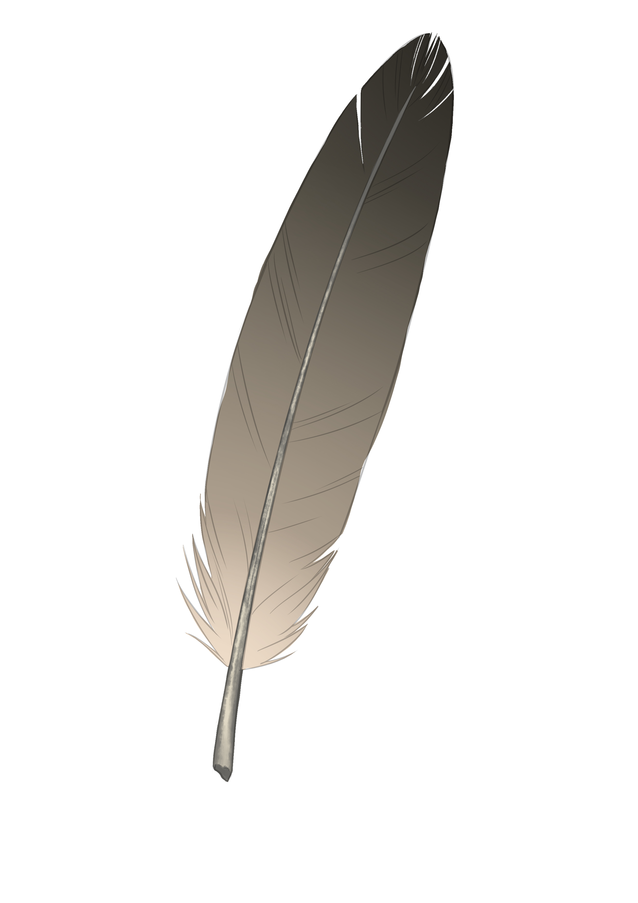 Comment dessiner une plume, étape 6