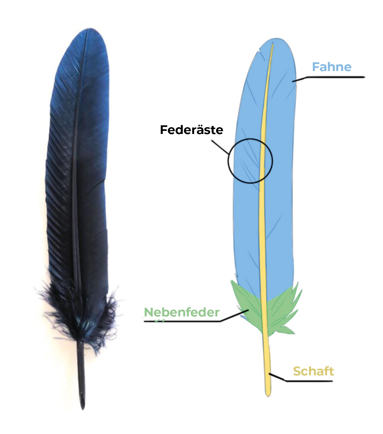 Federzeichnung, man beobachtet