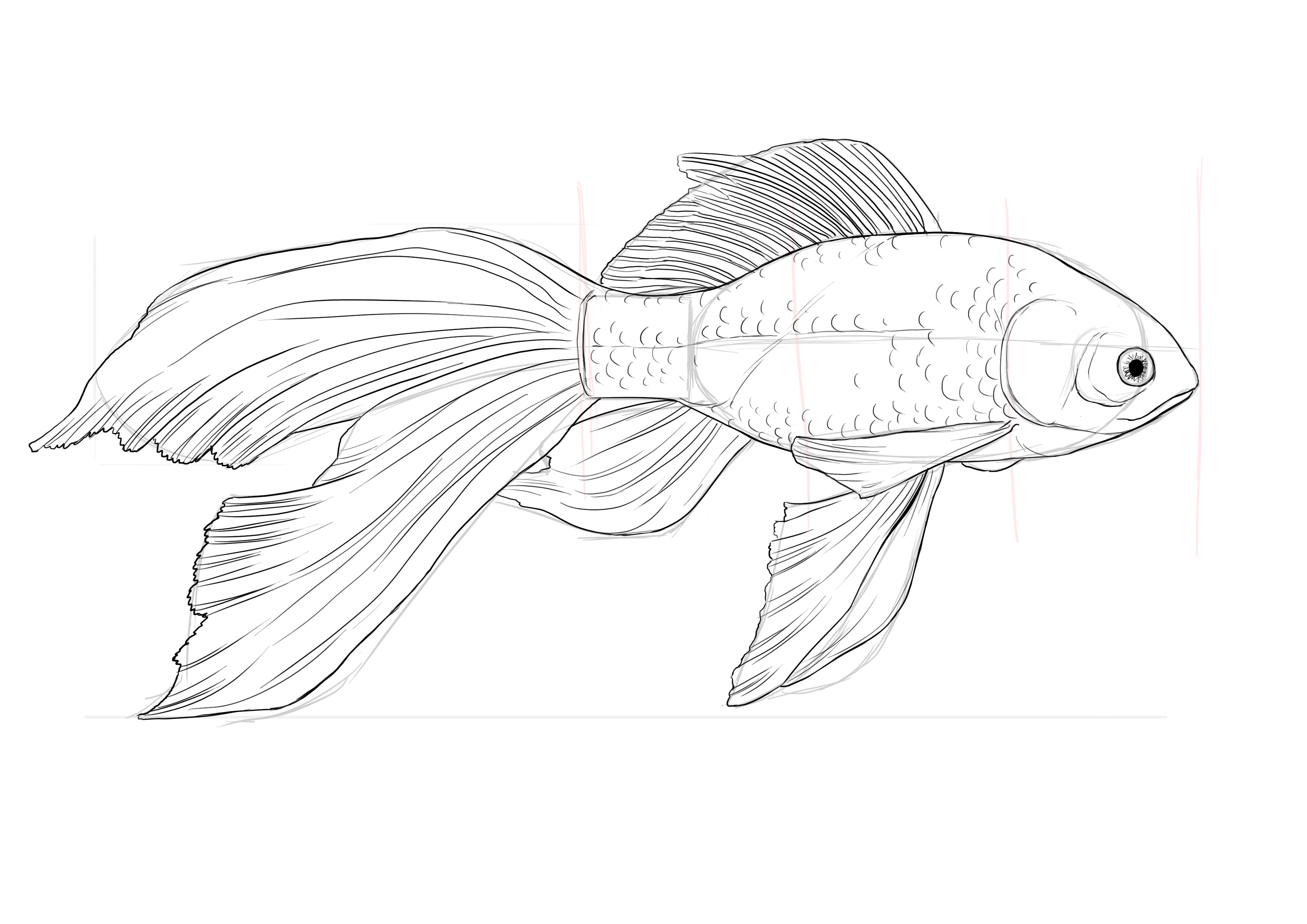 détailler le dessin des écailles du poisson rouge