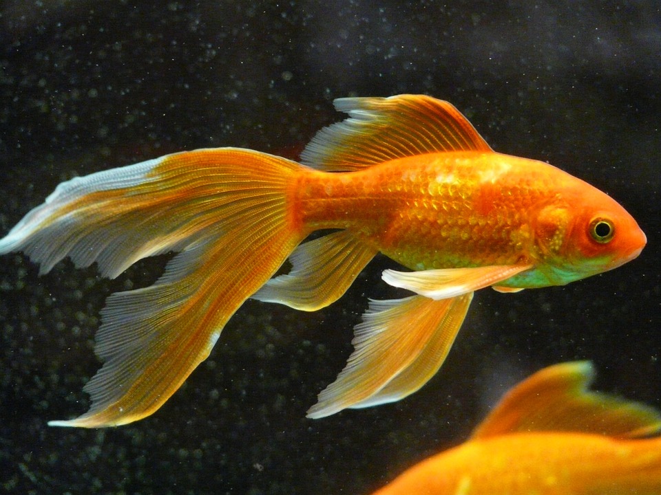Photo de référence en vue du dessin de poisson rouge