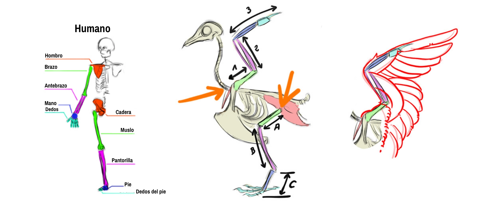 esquemas de ilustración de la estructura del cuerpo humano y del ave