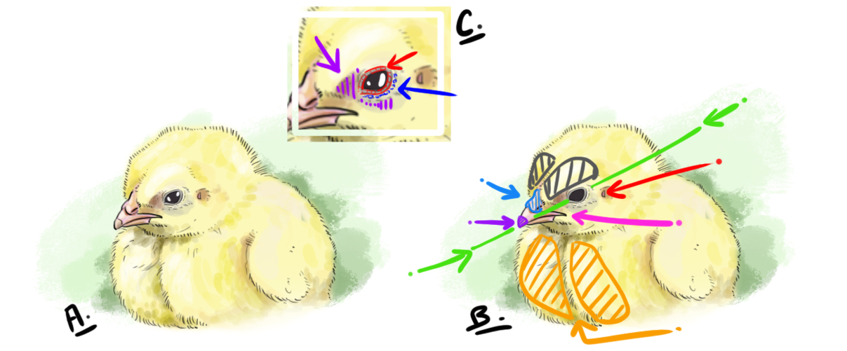 illustration pour la structure de l’œil du poussin