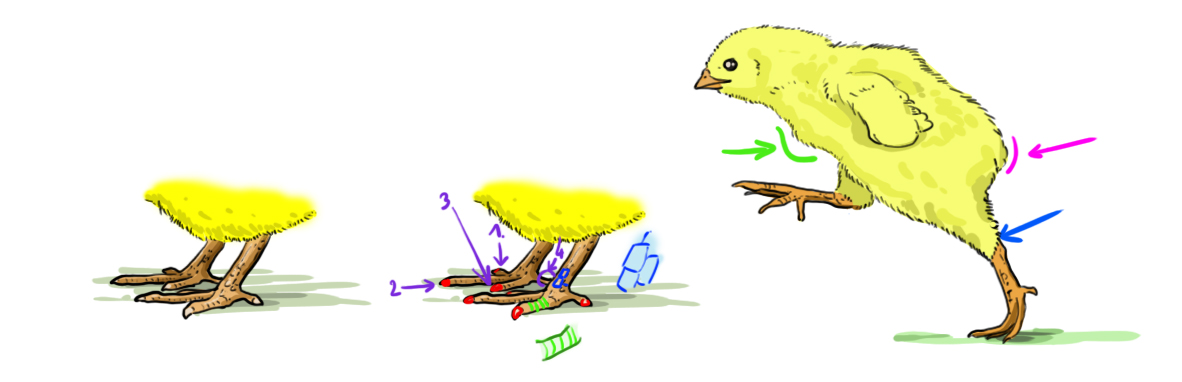 illustration pour la structure des pattes et du plumage du poussin