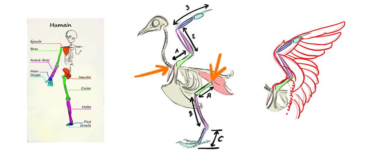 schémas d’illustration de la structure du corps humain et de l’oiseau