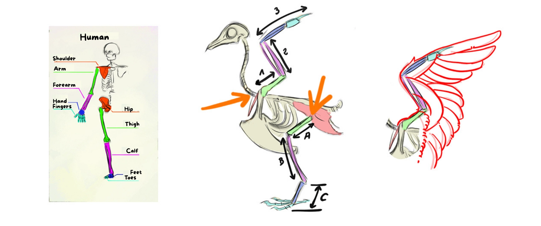 illustration diagrams of the human body and bird structure