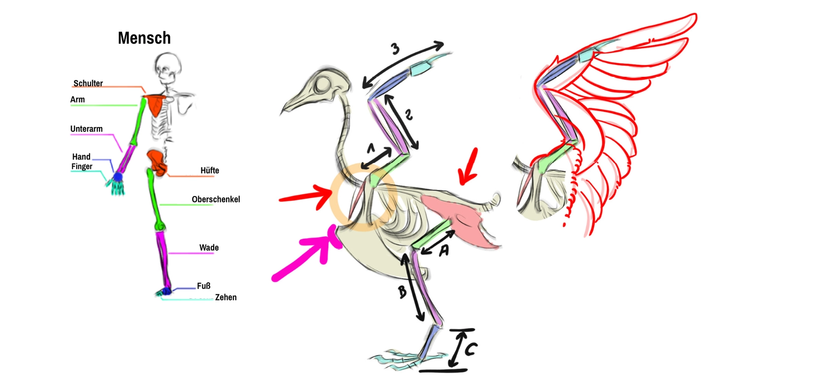 Illustrationschemata der Struktur des menschlichen Körpers und des Vogels